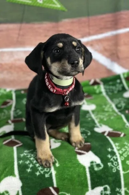 Scrimmage thumbnail 2