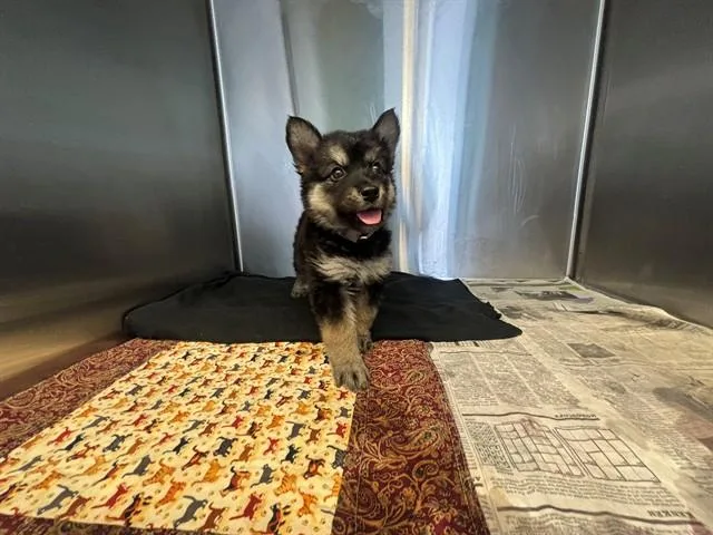 A baby medium-sized female German Shepherd Dog dog named Bunny for adoption in Lancaster, CA