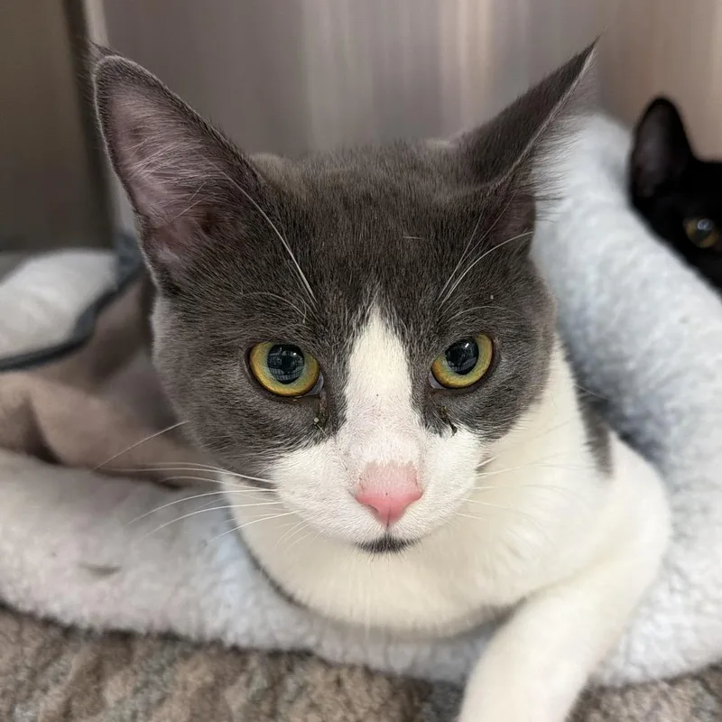 A young medium-sized male Gray / Blue / Silver Domestic Short Hair cat named Champion for adoption in Port Charlotte, FL