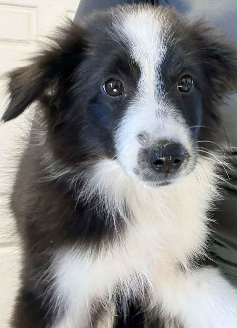 A baby small-sized female American Eskimo Dog dog named Jaylana for adoption in Havertown, PA
