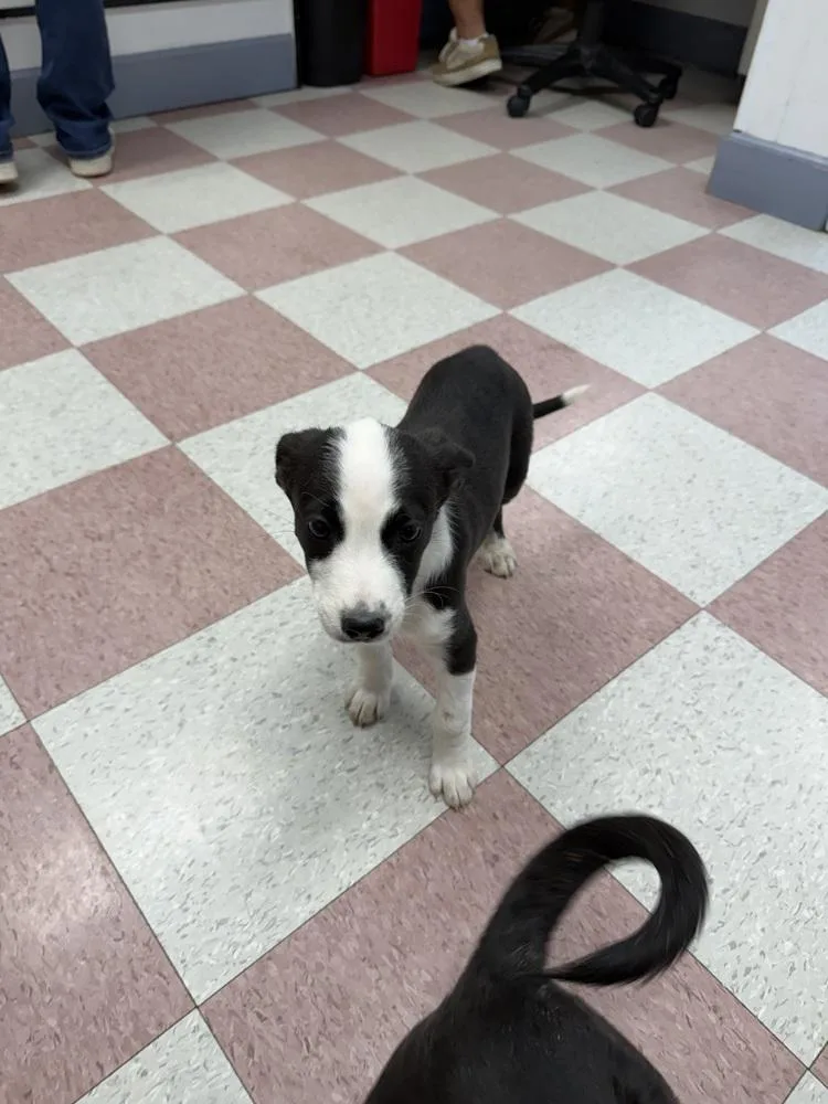 A baby small-sized female Tricolor (Brown, Black, & White) Australian Shepherd dog named Lizzie for adoption in Ontario, CA