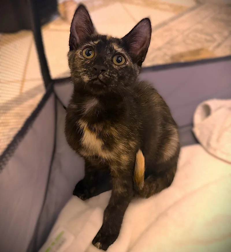 A baby medium-sized female Tortoiseshell cat named Mavis for adoption in Fort Myers, FL