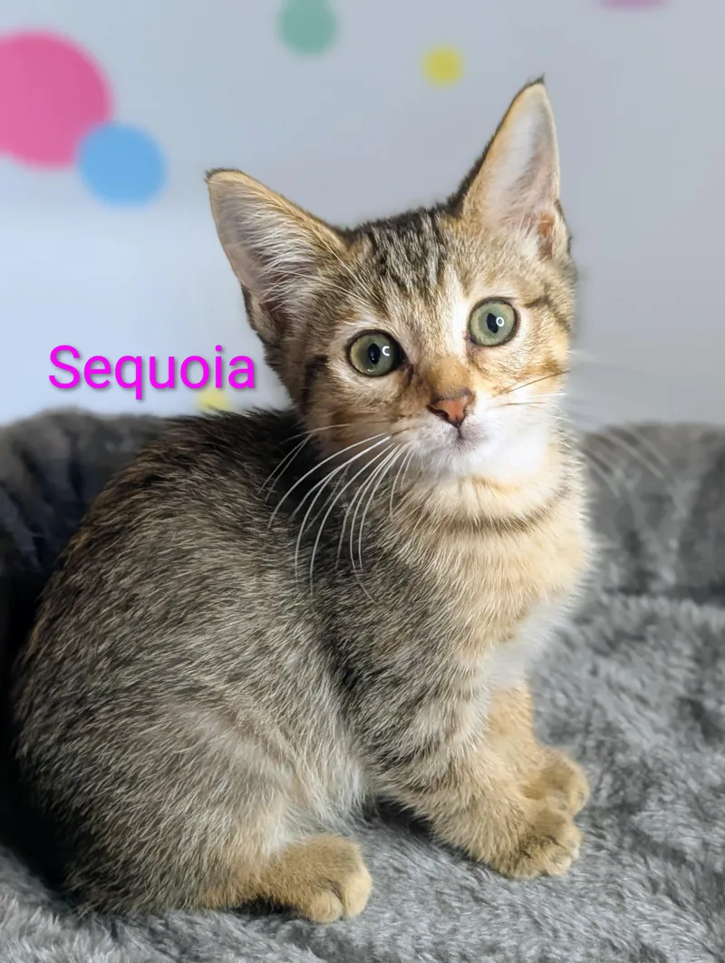 A baby medium-sized female Tabby (Brown / Chocolate) Domestic Short Hair cat named Sequoia for adoption in Murfreesboro, TN
