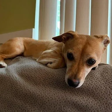 Nala thumbnail 4