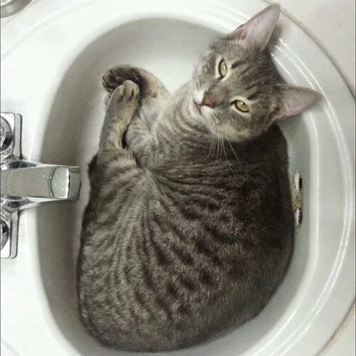 An adult extra large-sized male Domestic Short Hair cat named Kiki j for adoption in Tampa, FL