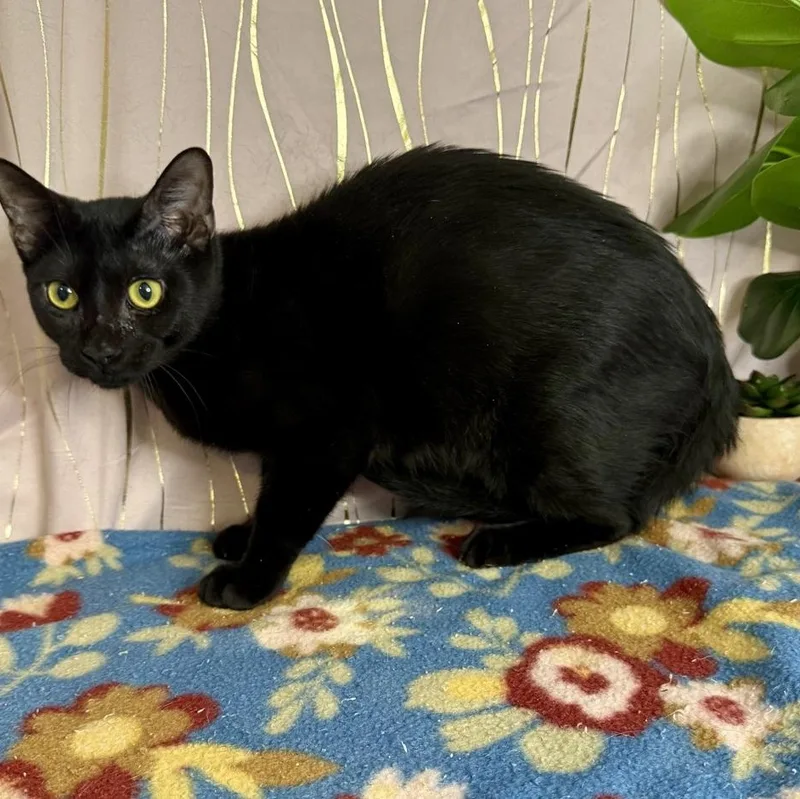 A young large-sized male Black Domestic Short Hair cat named Chesty for adoption in Long Beach, MS