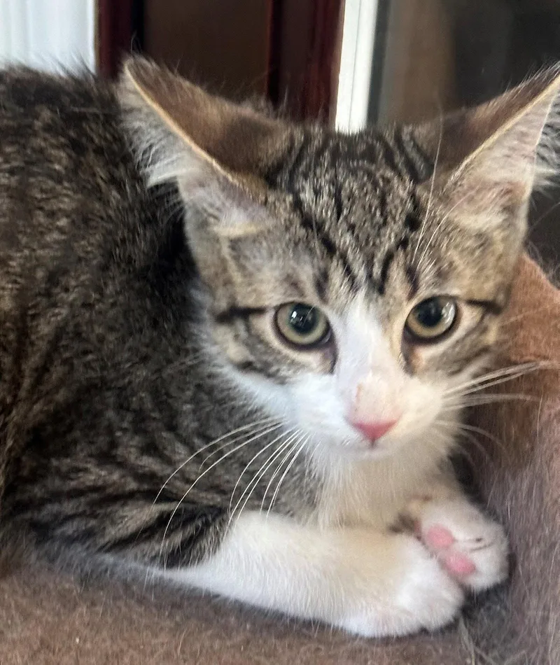 A baby medium-sized male Tabby cat named Peninsula: Mateo for adoption in Palo Alto, CA