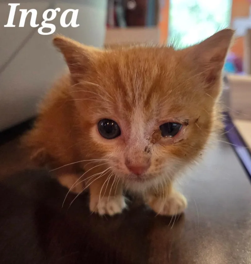 A baby small-sized female Domestic Short Hair cat named Inga for adoption in Rutherfordton, NC