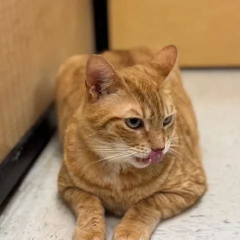 Hamilton thumbnail 2