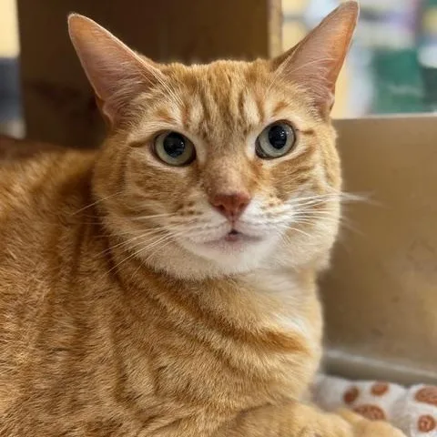 Hamilton thumbnail 3