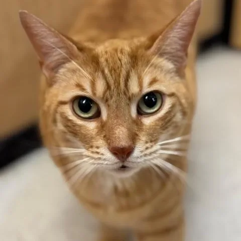 Hamilton thumbnail 4