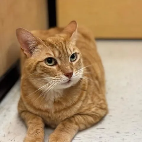 Hamilton thumbnail 5