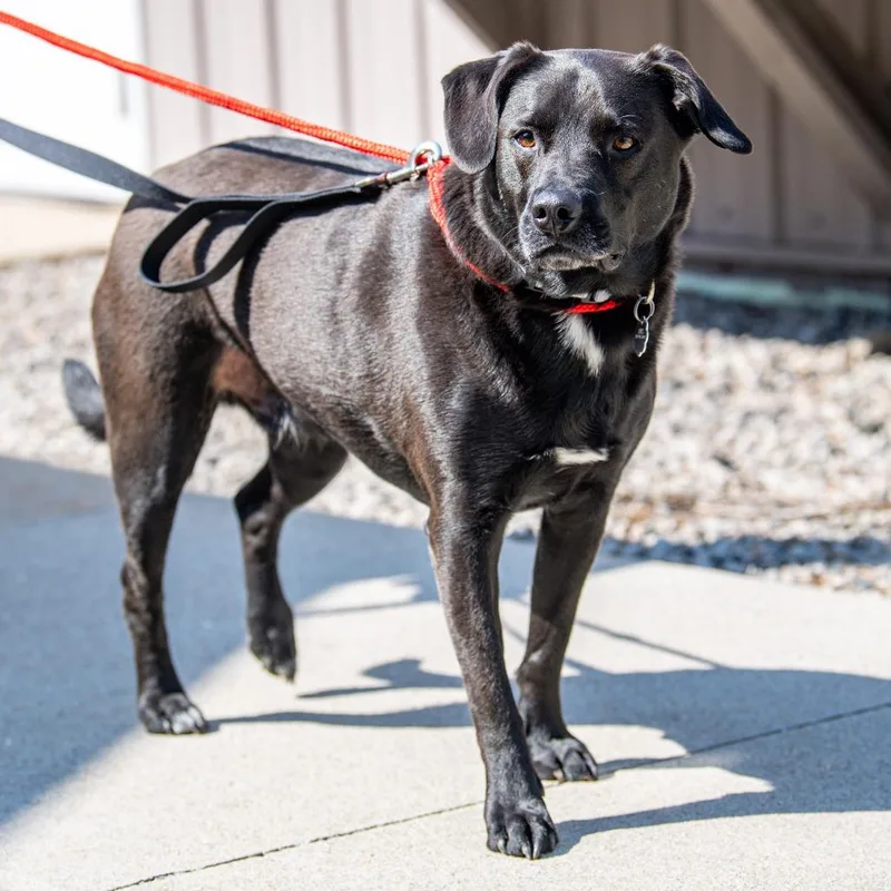 An adult medium-sized male Black Black Labrador Retriever dog named Colney for adoption in Kennebunk, ME