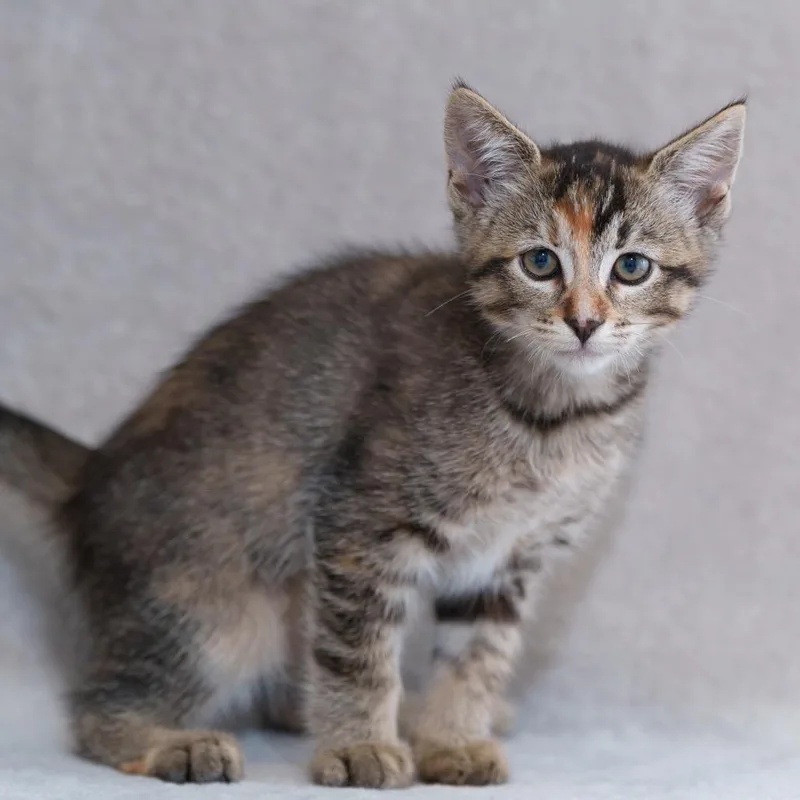 A baby small-sized female Torbie Domestic Short Hair cat named Britney for adoption in Sunnyvale, CA