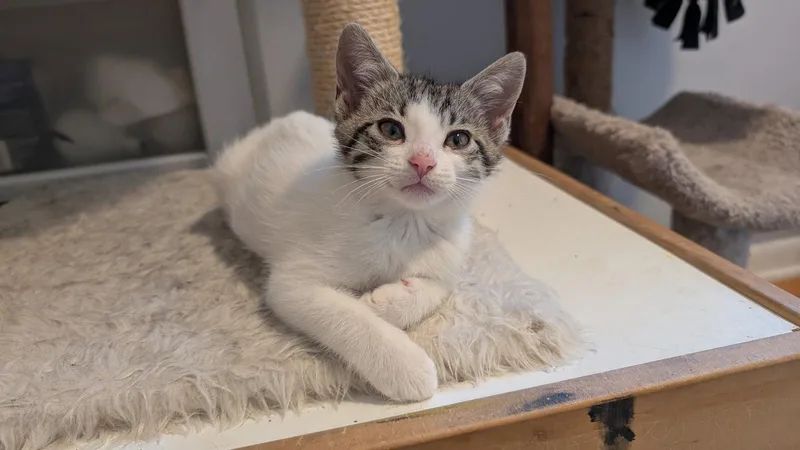 A baby medium-sized female Domestic Short Hair cat named Meeny for adoption in Wheaton, IL