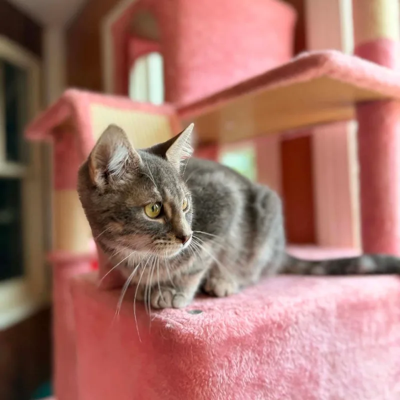 A young small-sized female Gray / Blue / Silver Domestic Long Hair cat named Millie for adoption in Woodstock, VA
