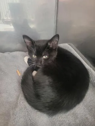A baby small-sized female Domestic Short Hair cat named Lipstick for adoption in Fishers, IN