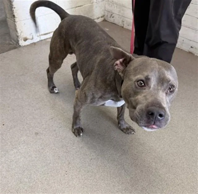 An adult small-sized male Pit Bull Terrier dog named Basil for adoption in San Bernardino, CA