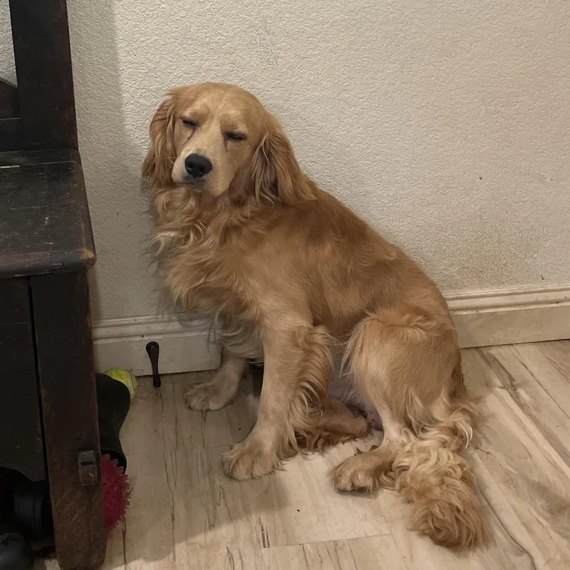 An adult small-sized male Golden Cavalier King Charles Spaniel dog named Roger for adoption in Pittsburg, KS