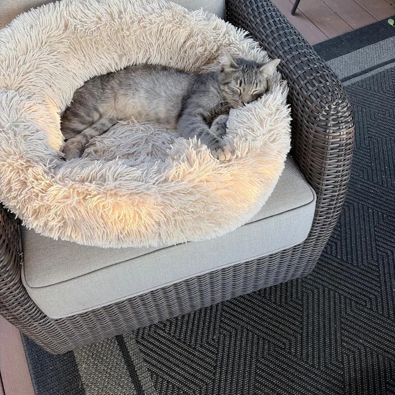 A baby small-sized male Gray / Blue / Silver Domestic Short Hair cat named Found Watson Field for adoption in Rochester, MN