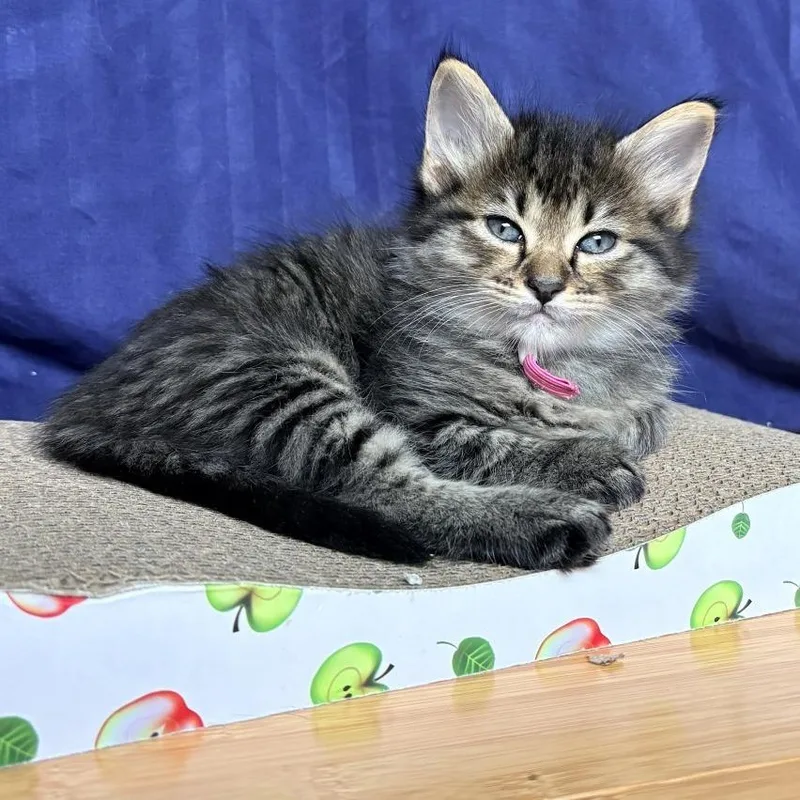 A baby small-sized female Brown / Chocolate Domestic Short Hair cat named Yogurt Parfait for adoption in Austin, TX