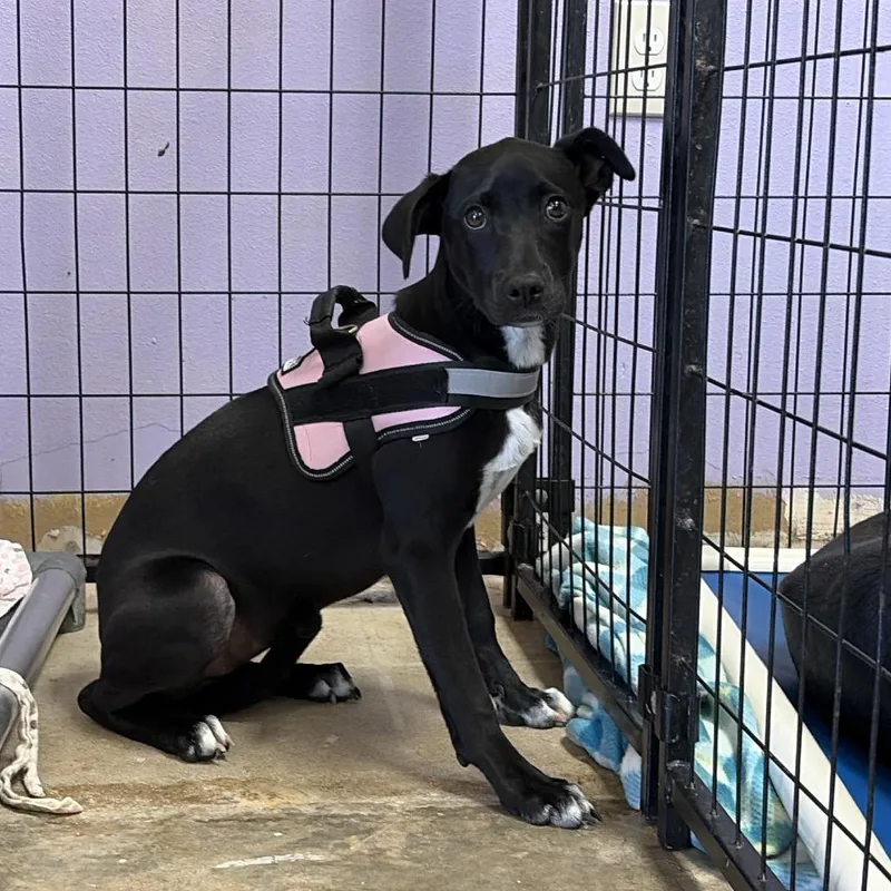 A young small-sized female Black Terrier dog named Lucy for adoption in Webster, TX