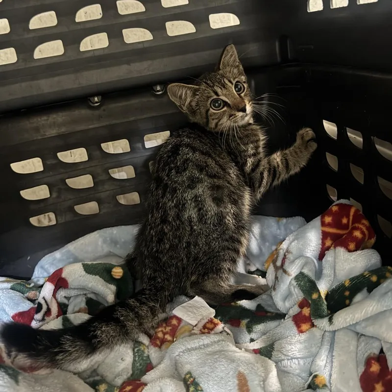 A baby small-sized male Gray / Blue / Silver Domestic Short Hair cat named Jordan for adoption in Dillon, SC