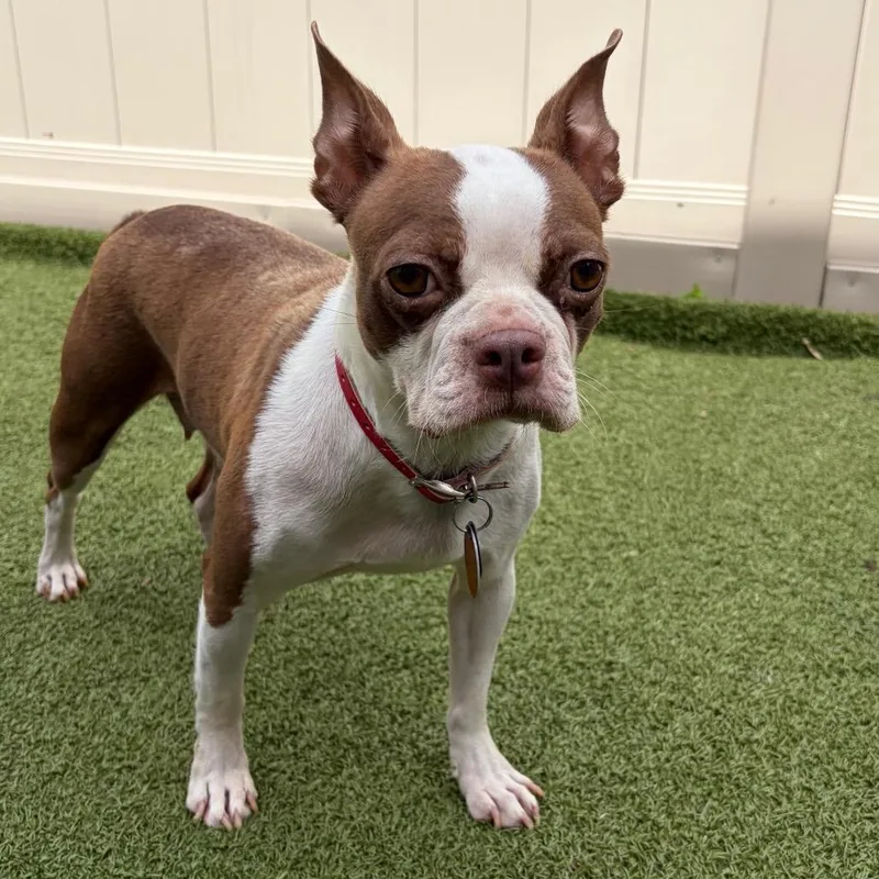 An adult small-sized female Boston Terrier dog named PM Agnes for adoption in Port Washington, NY