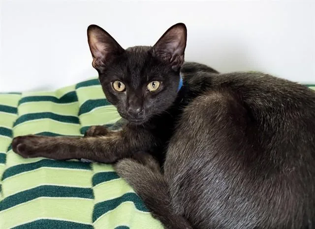 A baby medium-sized male Domestic Short Hair cat named Drew for adoption in Fort Lauderdale, FL