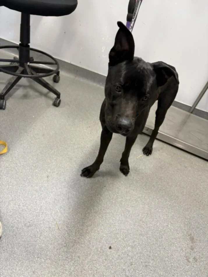 A young small-sized male Pit Bull Terrier dog named Ace for adoption in Olivehurst, CA