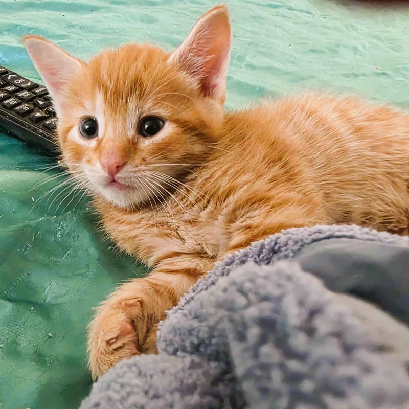 A baby small-sized male Orange / Red Domestic Short Hair cat named Jake for adoption in Piscataway, NJ