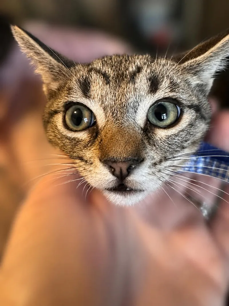 A baby medium-sized male Tabby (Brown / Chocolate) Tabby cat named Arthur for adoption in Fresno, CA