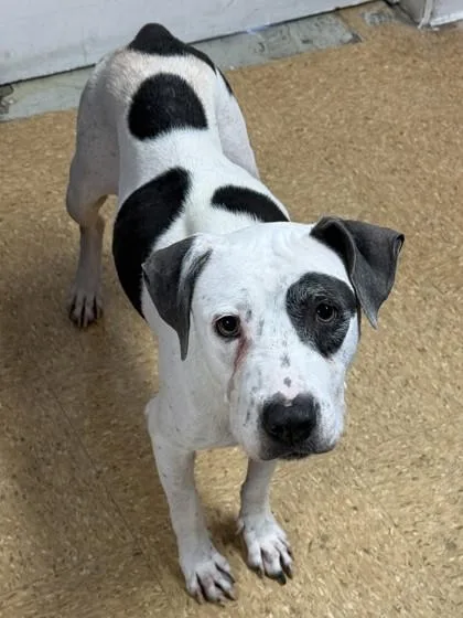An adult medium-sized female American Staffordshire Terrier dog named Bonita for adoption in San Antonio, TX
