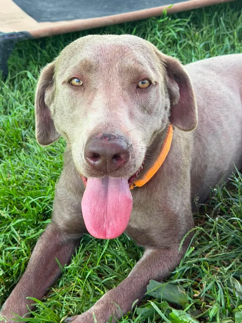 A young large-sized female Gray / Blue / Silver Labrador Retriever dog named Molly for adoption in Brunswick, OH