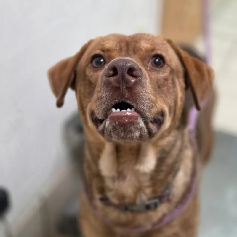An adult medium-sized male Brown / Chocolate Mixed Breed dog named Dunn for adoption in Charleston, WV
