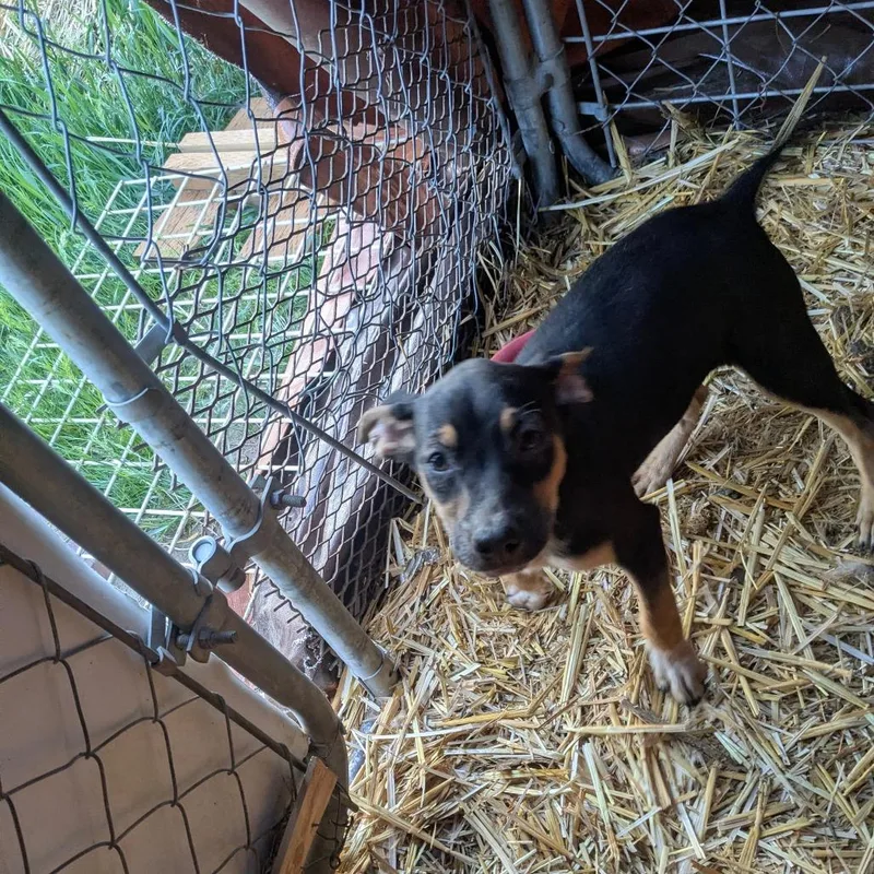 A baby medium-sized male Black Mixed Breed dog named Wayne for adoption in Tacoma, WA
