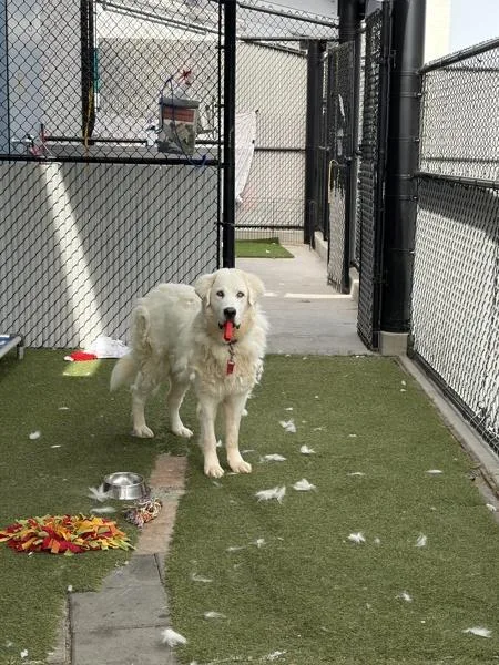 A young large-sized female Great Pyrenees dog named Yuki for adoption in San Diego, CA