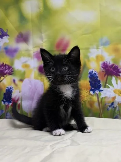 A young small-sized male Domestic Short Hair cat named Alistair for adoption in San Antonio, TX
