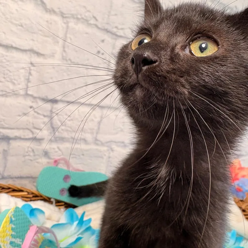 A baby small-sized male Black Domestic Short Hair cat named Jimi for adoption in Harrisonburg, VA