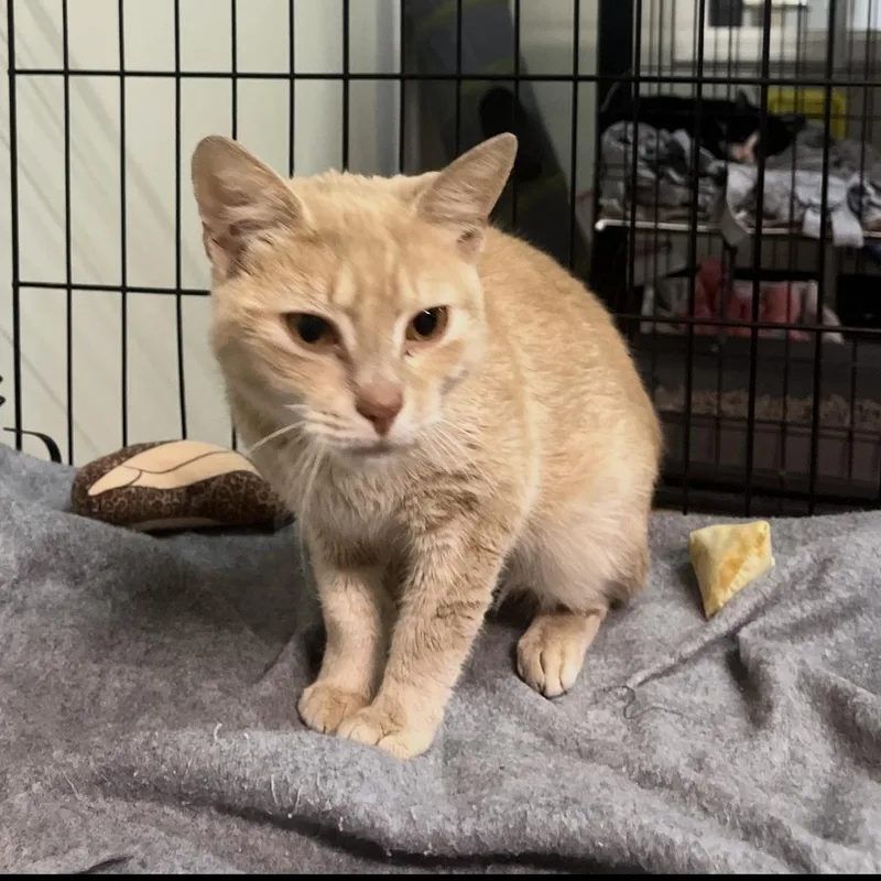 A baby small-sized female Orange & White Domestic Short Hair cat named Clemy for adoption in Brockport, NY