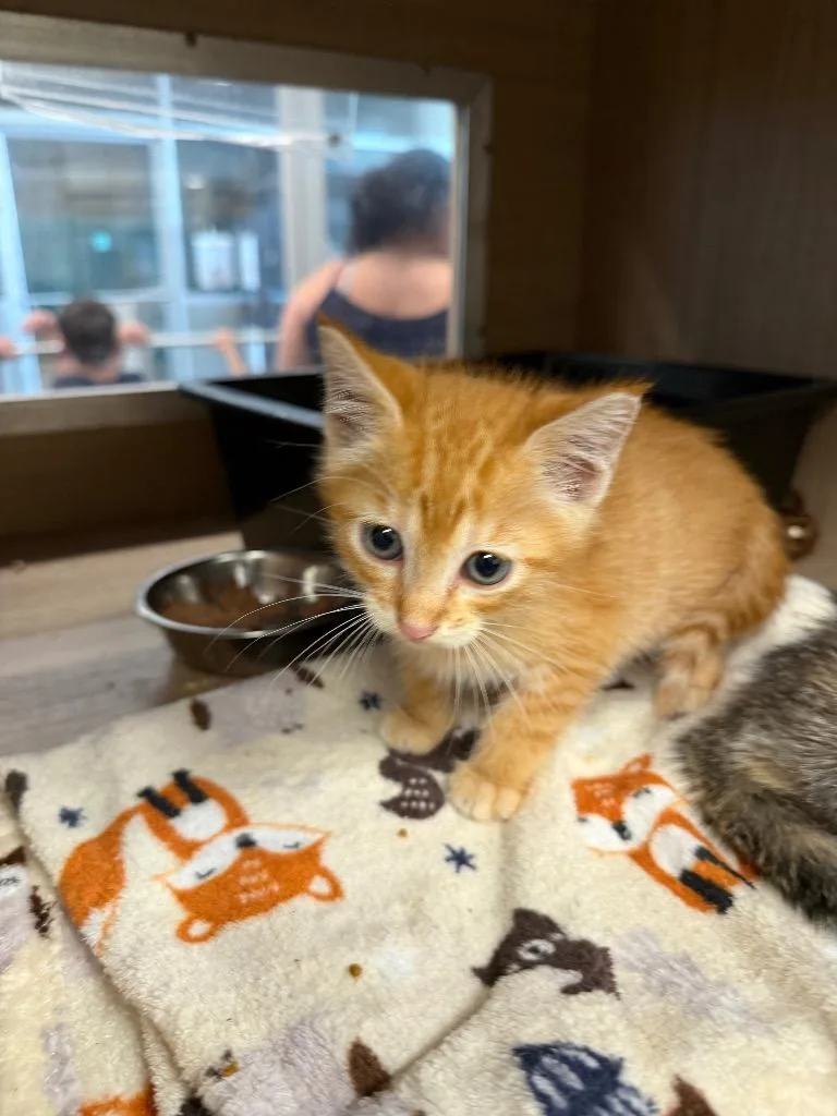 A baby small-sized male Domestic Short Hair cat named Mateo for adoption in Bossier City, LA