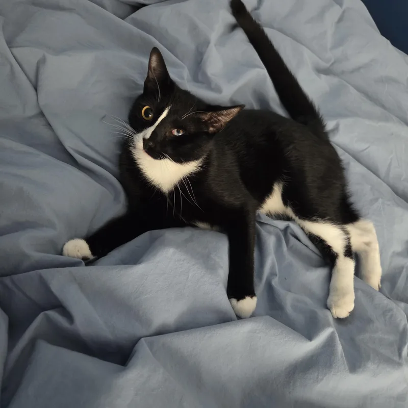 Meet Pj  Toystealing