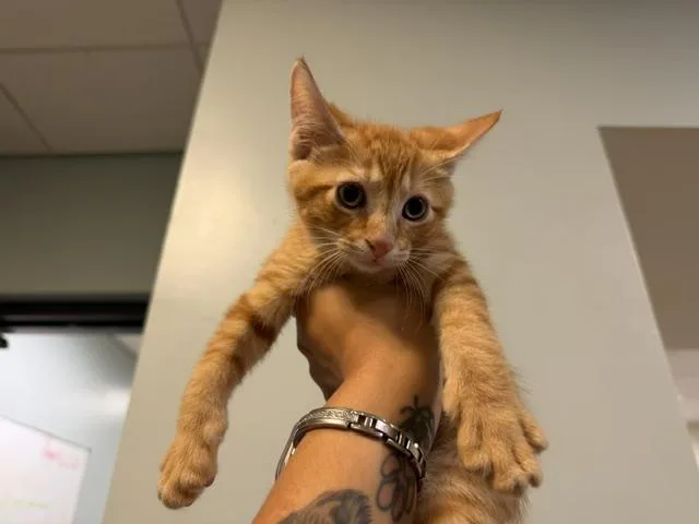 A baby small-sized female Domestic Short Hair cat named Kia for adoption in Miami, FL