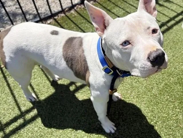 An adult large-sized female Pit Bull Terrier dog named Lily for adoption in Saint Louis, MO