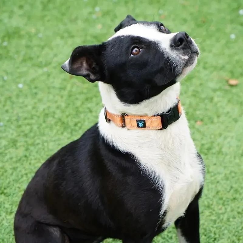 A young medium-sized female Black Mixed Breed dog named Cagney for adoption in Hampton Bays, NY