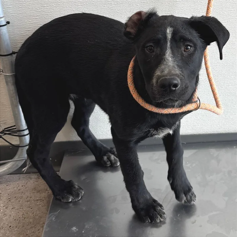A baby medium-sized female Black Mixed Breed dog named Senorita for adoption in Las Cruces, NM