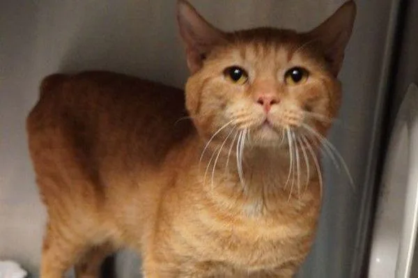 An adult medium-sized male Domestic Short Hair cat named Timber for adoption in Stratham, NH