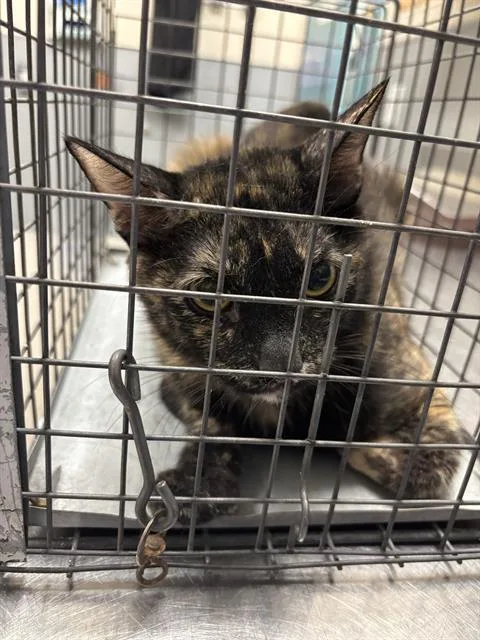 A young large-sized female Domestic Short Hair cat named Casie for adoption in Las Vegas, NV