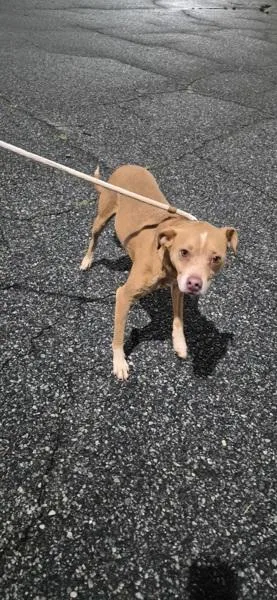 An adult small-sized male Terrier dog named Bruno for adoption in Lawrenceville, GA