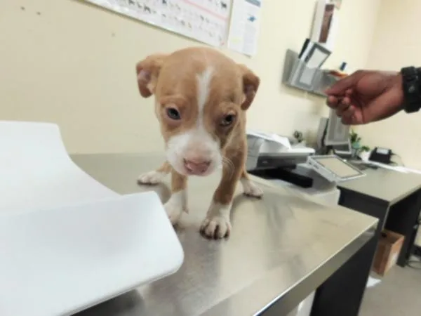 Bruno thumbnail 2